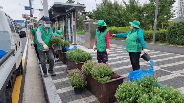 마산동, 새마을지도자,새마을부녀회 가을꽃(국화) 식재