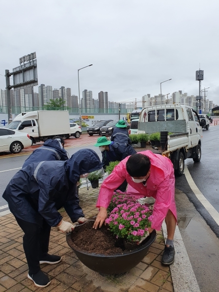 ??풍무동 국화꽃 식재??