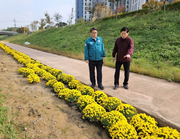 신승호 환경녹지국장(사진 왼쪽)과 신동진 하천과장(사진                  오른쪽)이 하천살리기 일환으로 진행한 국화꽃 식재 현장을                찾아 만개한 국화꽃을 살펴보고 있다.