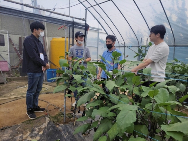 김포서울편입이 되면 새로운 도시 소비자 대응 지역특화작물 개발 육성이 확대될 것으로 보인다. 사진은 지역맞춤형 소득작물 육성시범사업 관련 사진