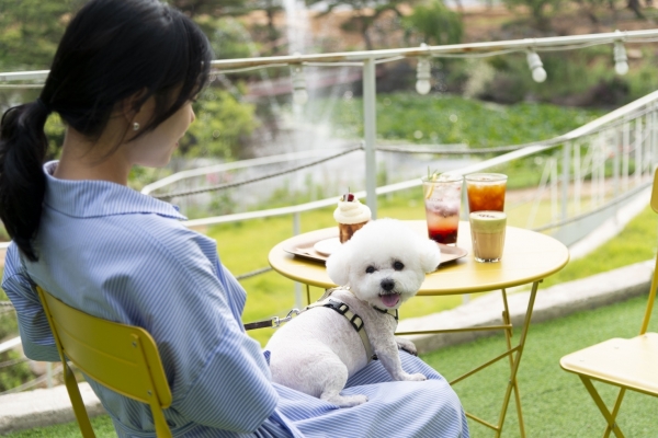 반려동물 자료사진